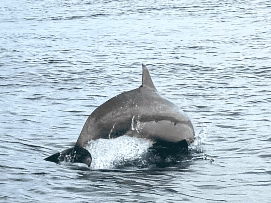 ル タハアを出て20分程でイルカの大群に