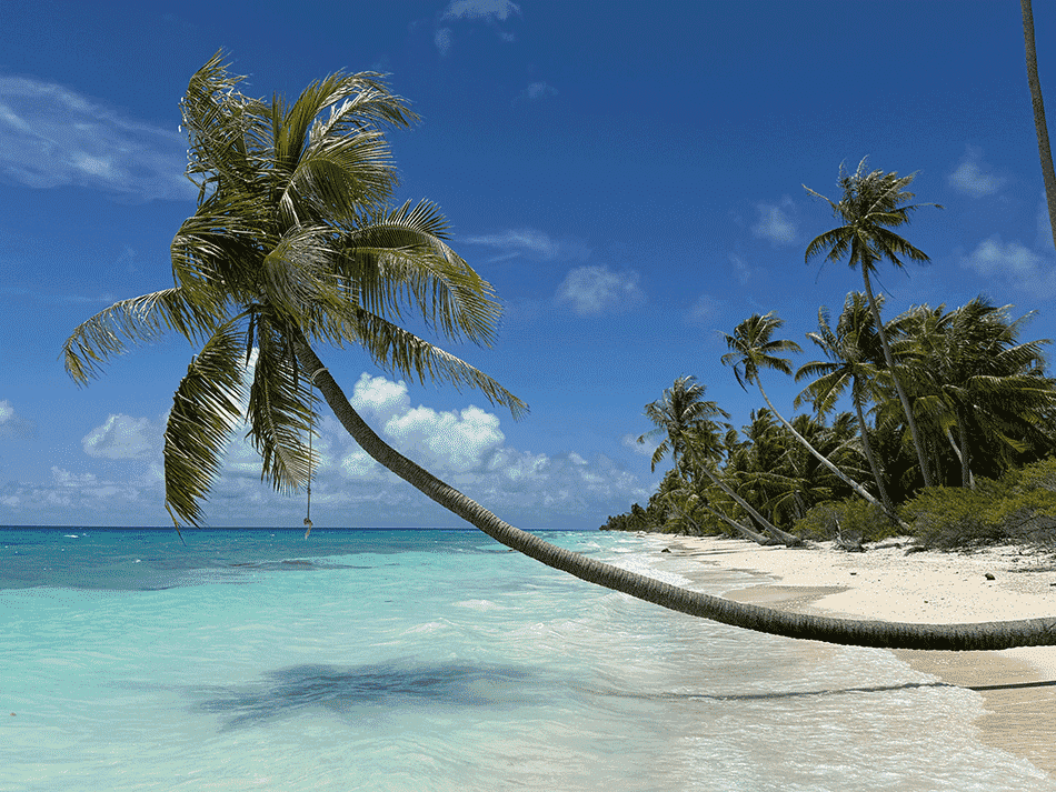 ファカラバ名物「斜めやし」