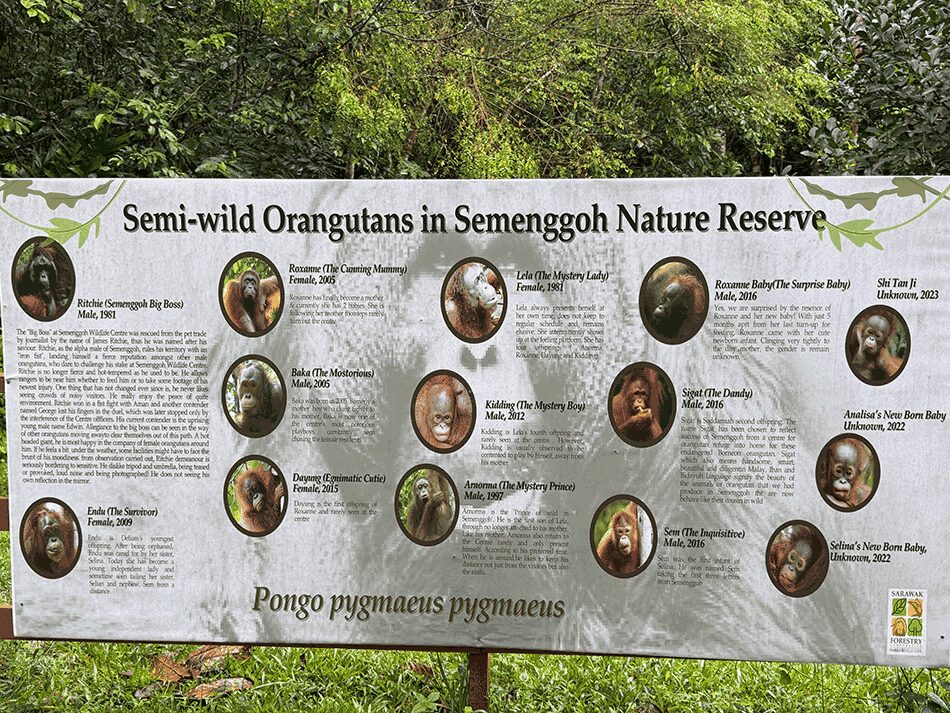 半野生のオランウータン