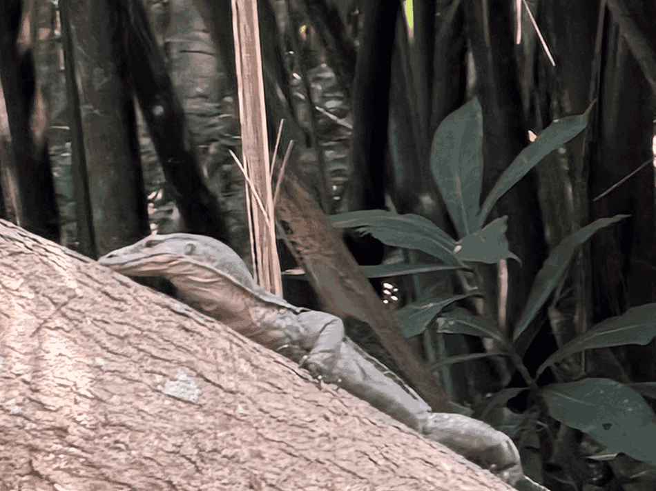 マングローブのトカゲ